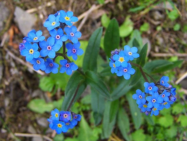 Myosotis alpestris (Foto: Jerzy Opioła)