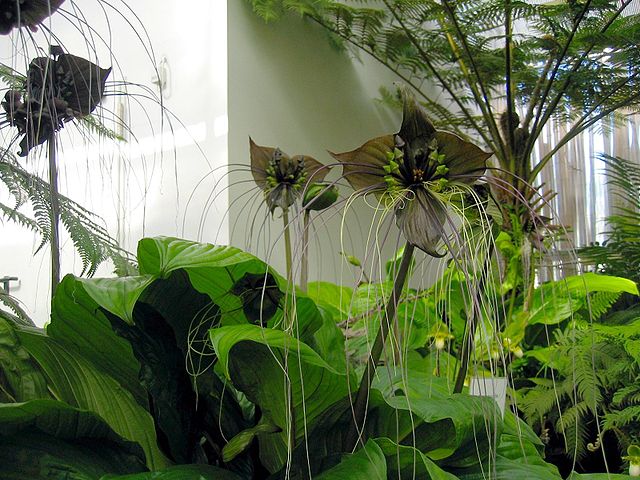 tacca_chantrieri_2