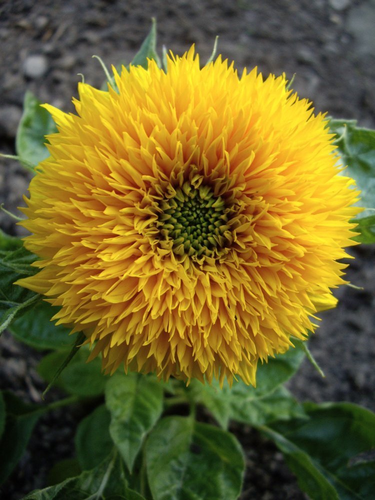 "Teddy Bear", un cultivar de girasol enano apto para macetas