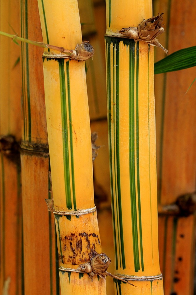 Tallos de Bambusa vulgaris var. vittata