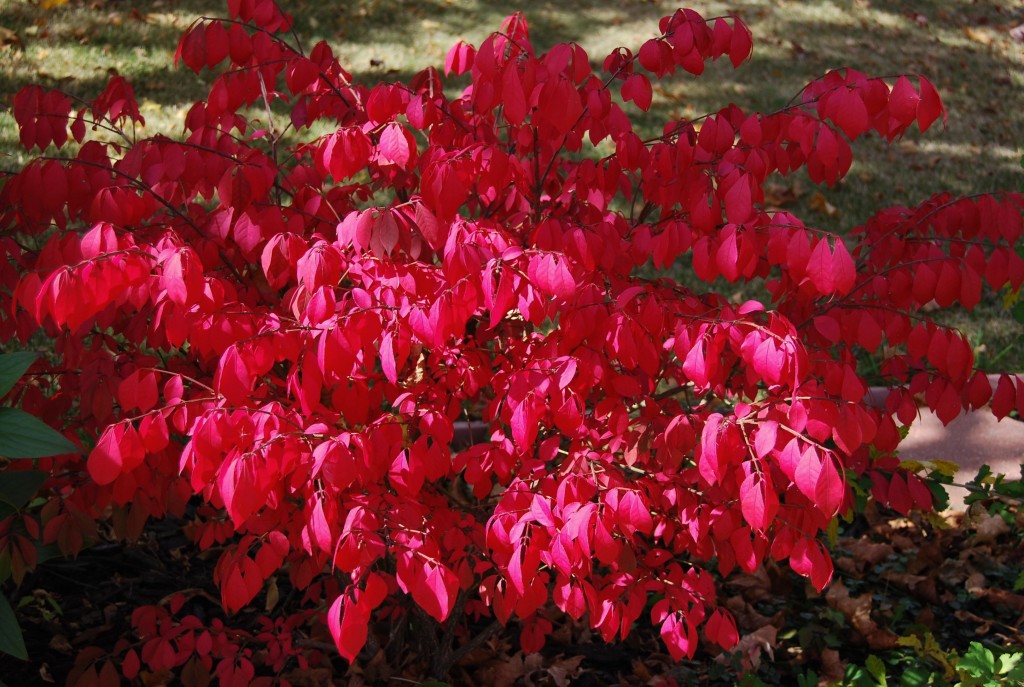 euonymus_alatus0