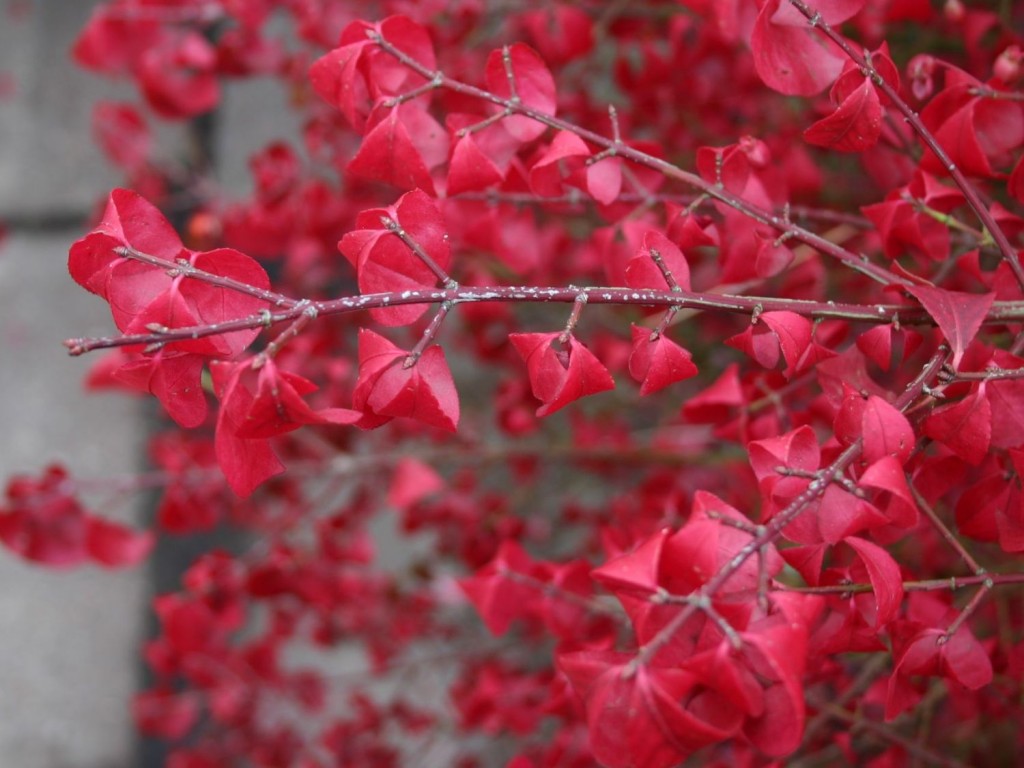 euonymus_alatus2