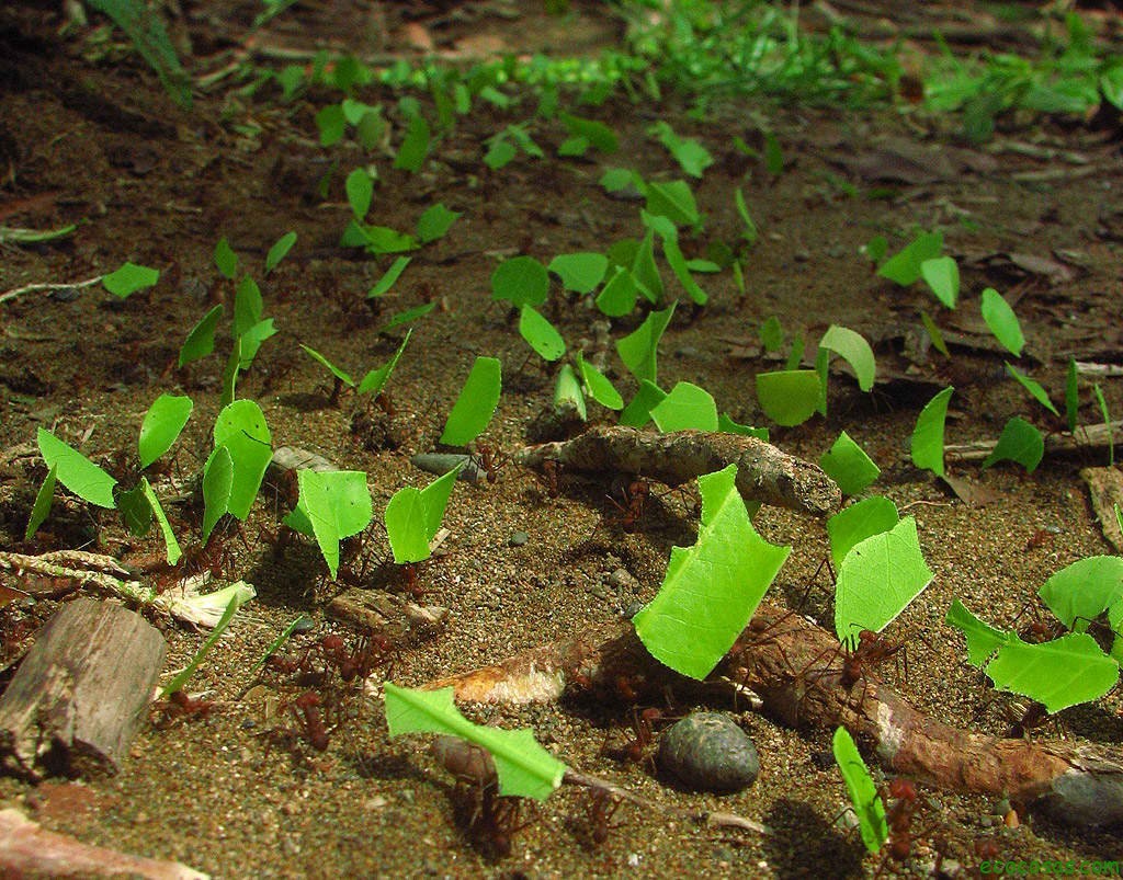 pesticidas naturales hormigas