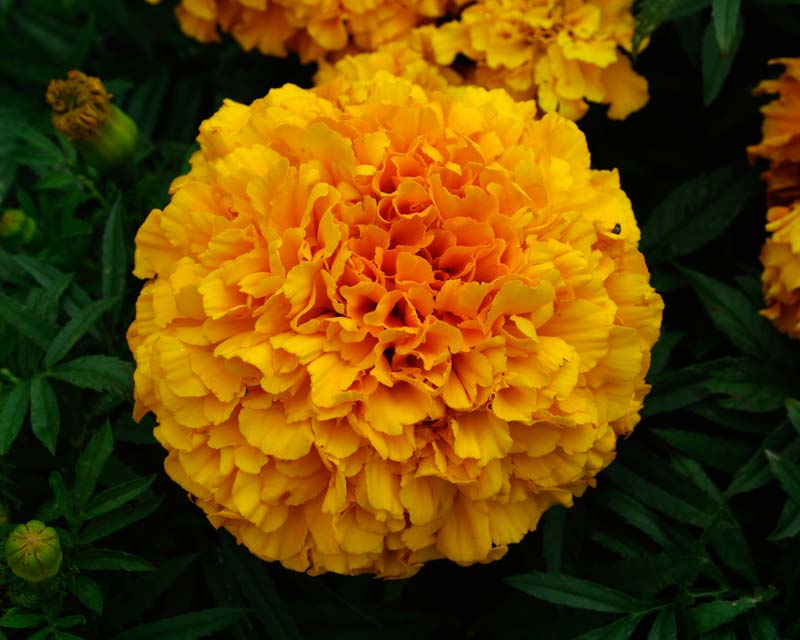 tagetes erecta_2