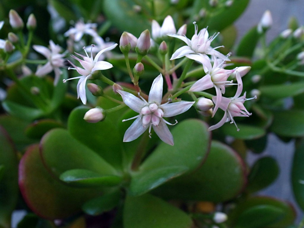 Crassula-ovata1