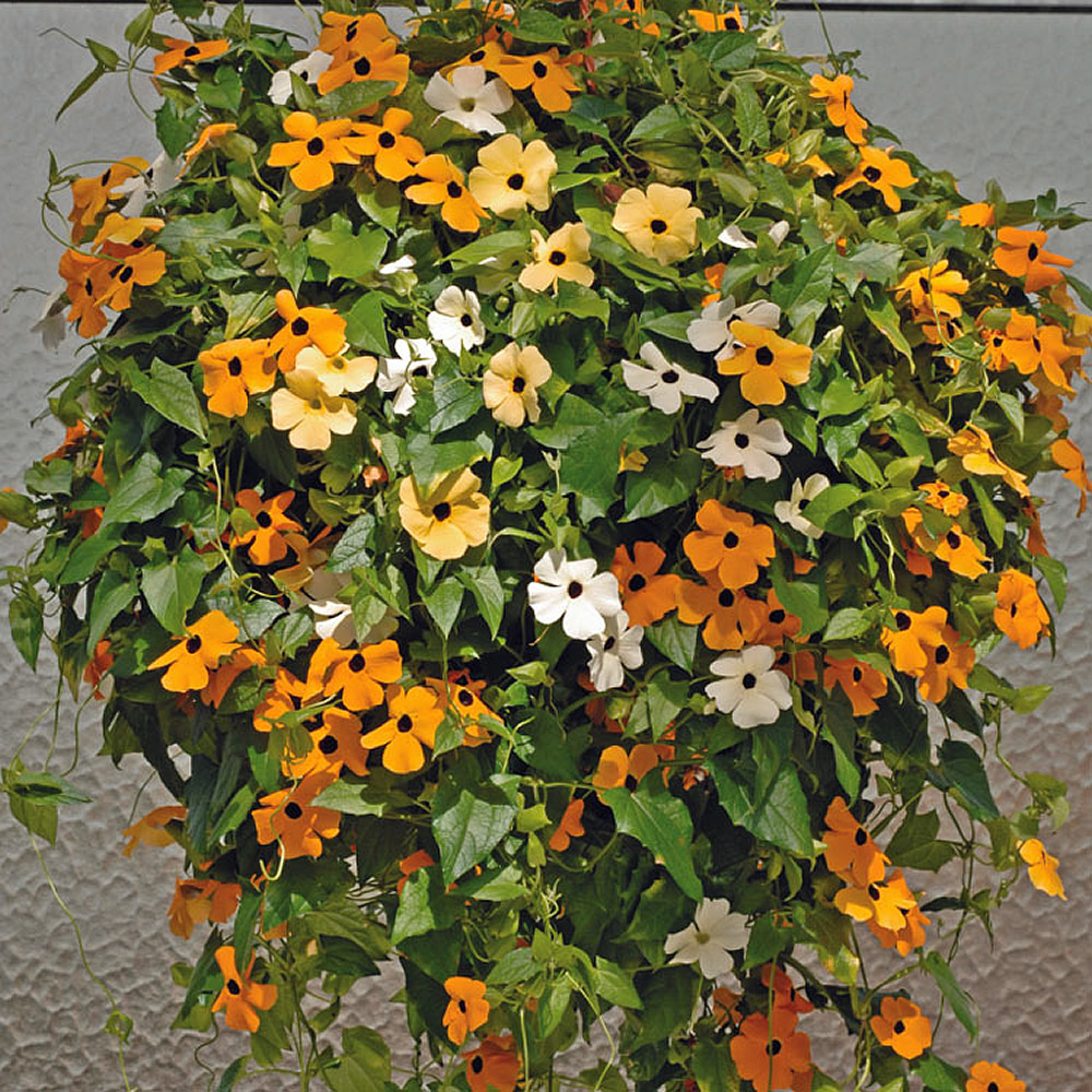 Thunbergia-alata0