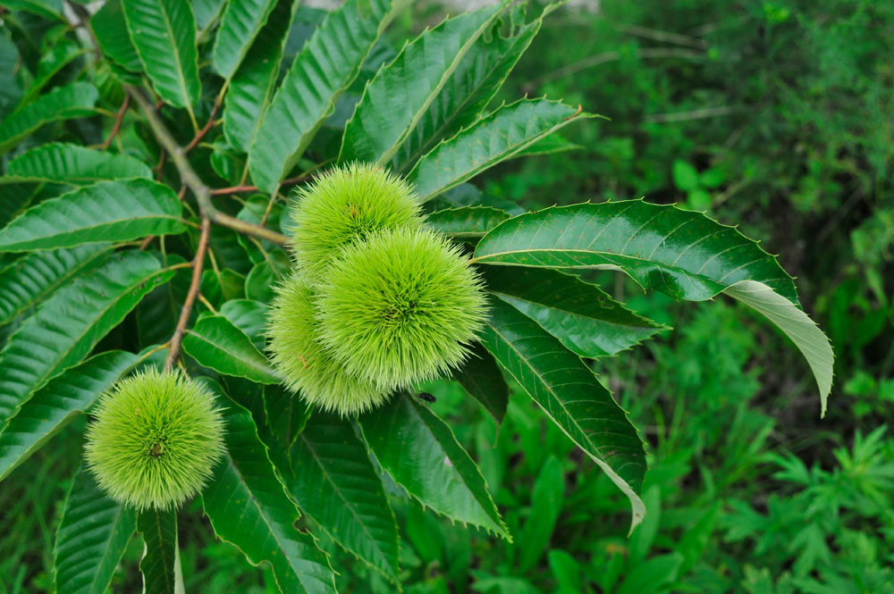 castaño japones1