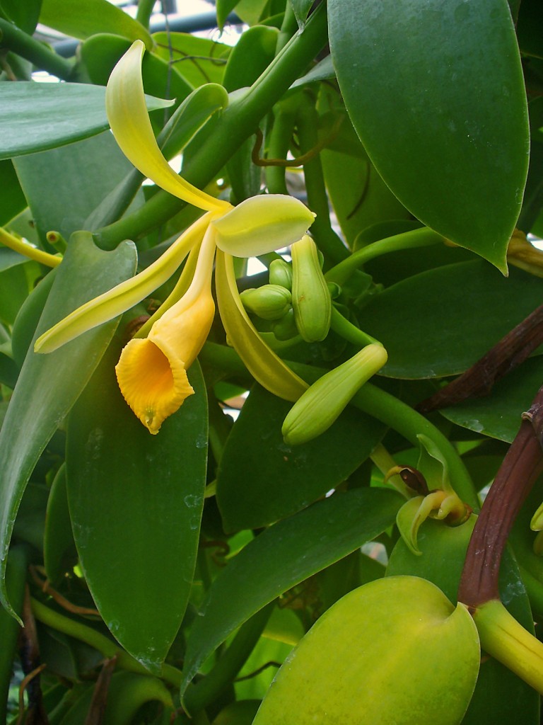 Vanilla_planifolia_1