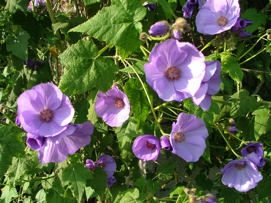 Abutilon sustense