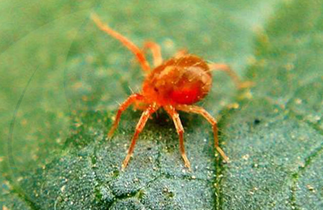 araña roja1