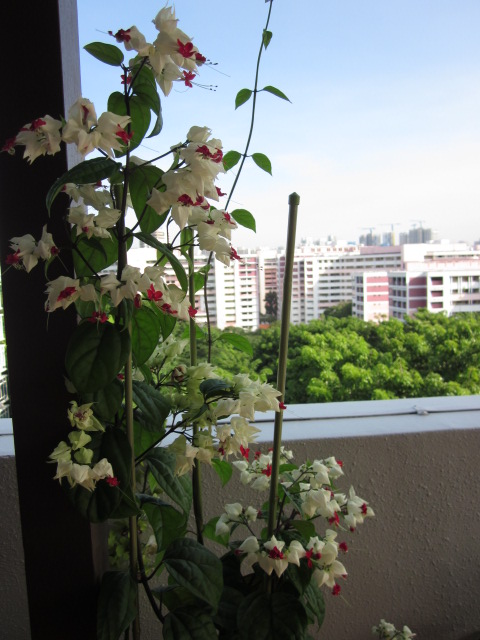 clerodendrum thomsoniae1