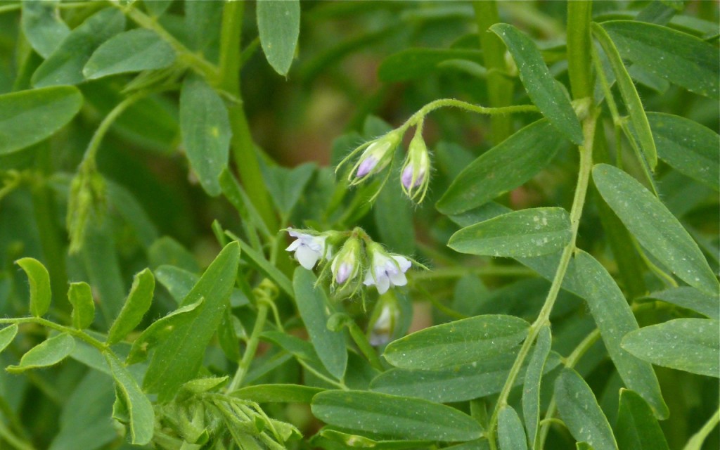 flor lenteja