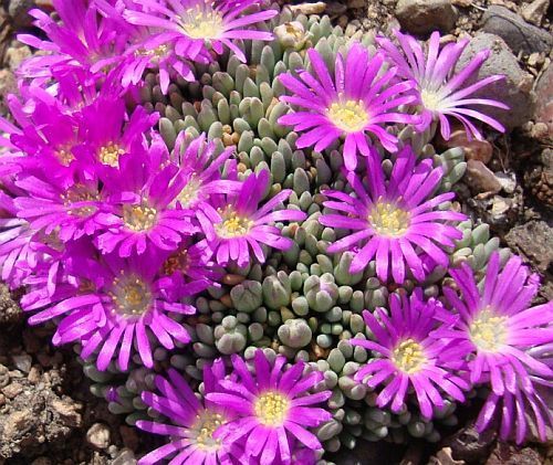 Delosperma_sphalmanthoides1