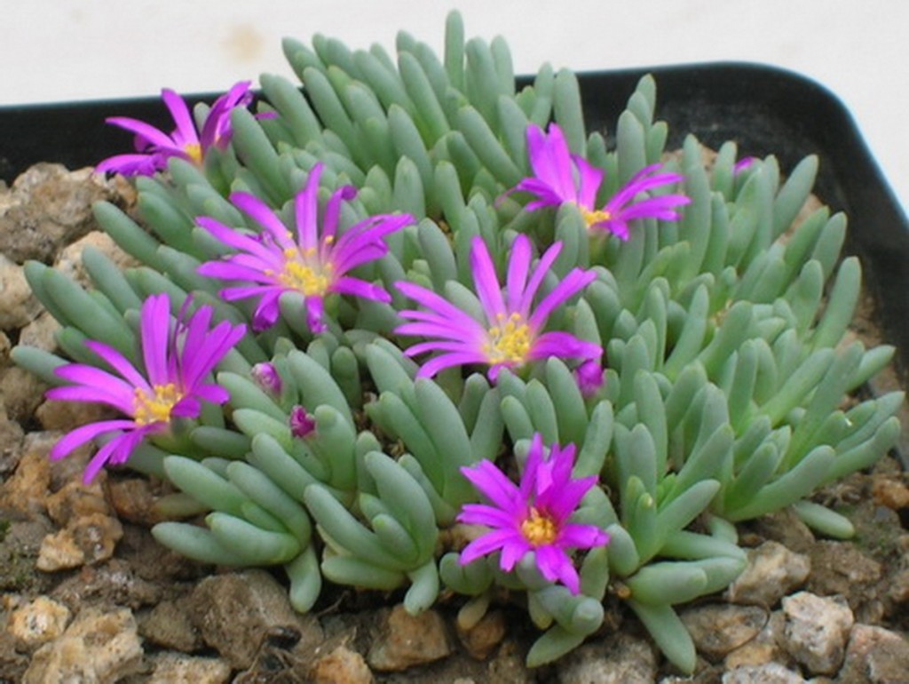 delosperma-sphalmanthoides