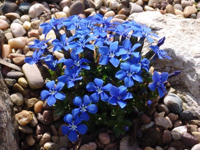 gentiana verna2