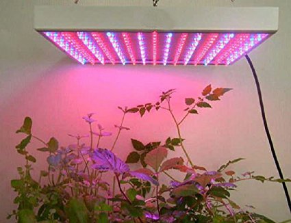 led cultivo1