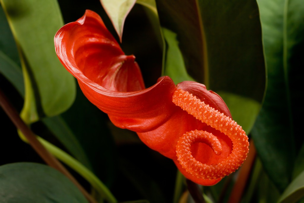 Anthurium_scherzerianum_flor