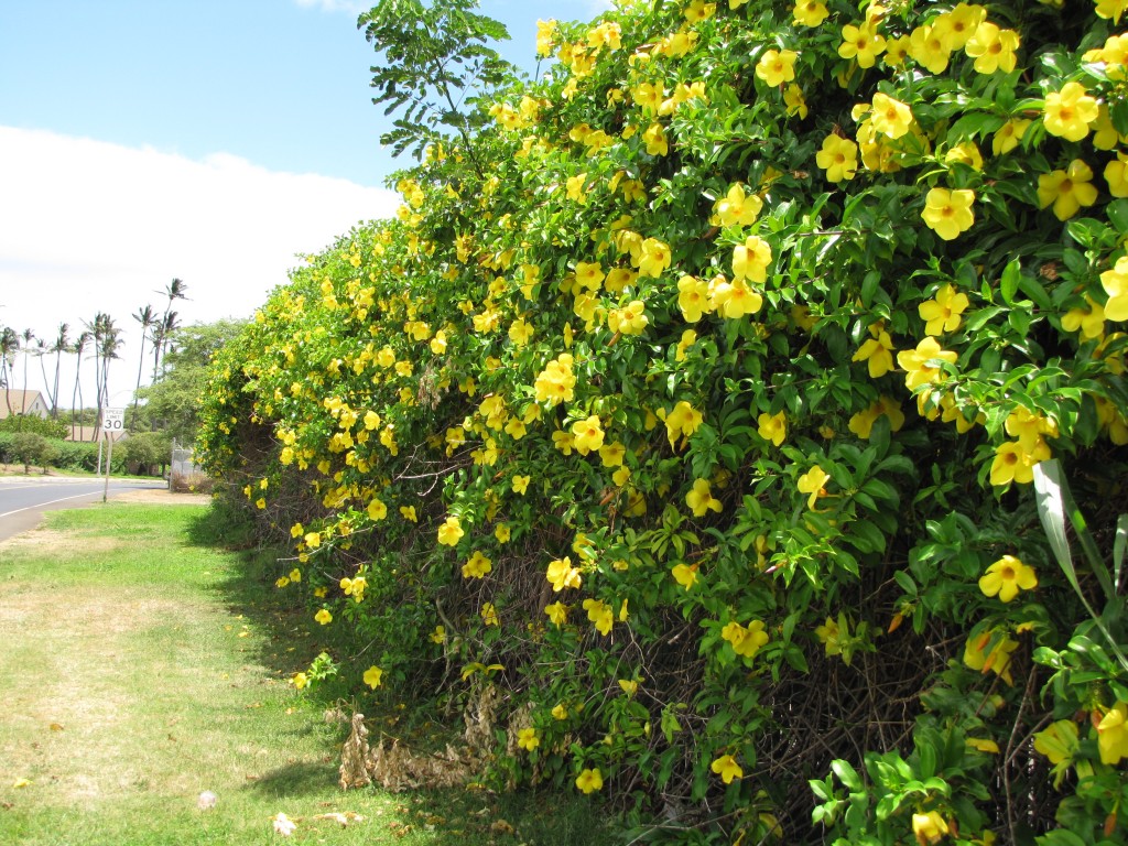 allamanda1