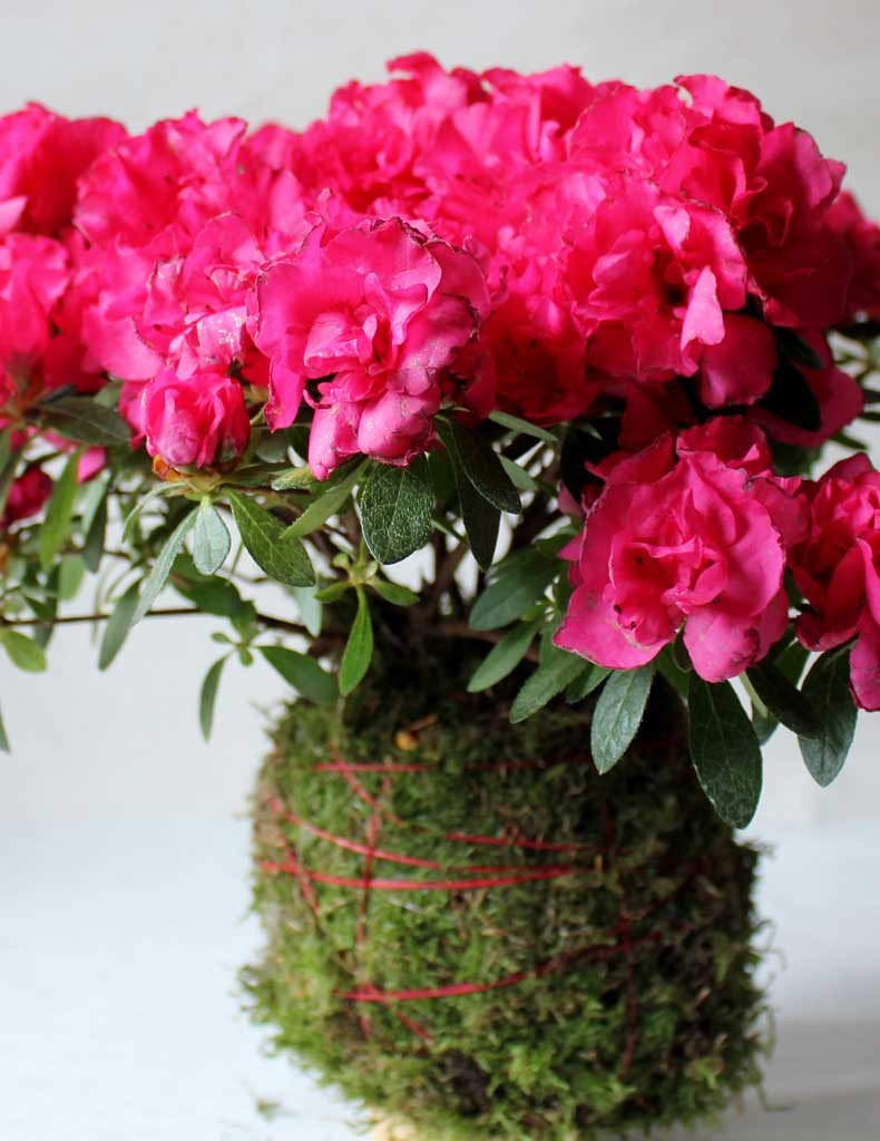 azalea kokedama