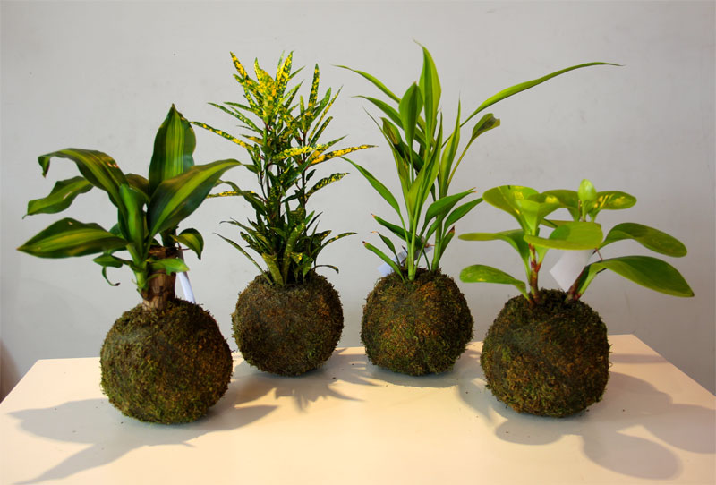 plantas kokedamas