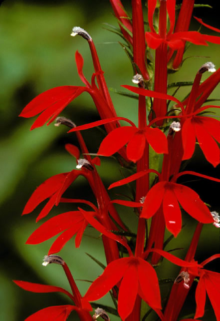 lobelia cardinalis