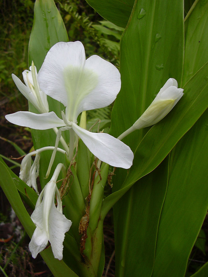 675px-Starr_030729-0106_Hedychium_coronarium