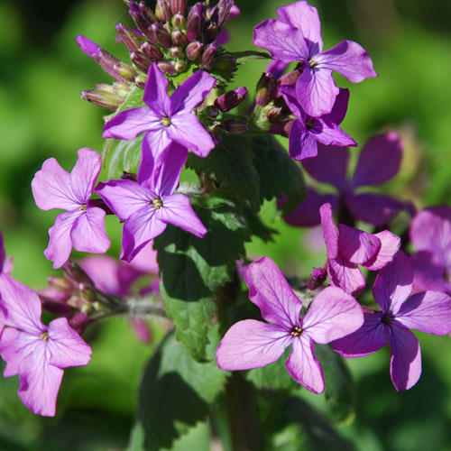 LUNARIA ANNUA0