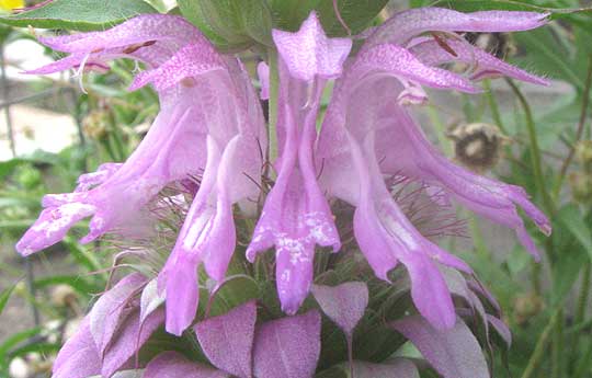 monarda citriodora2