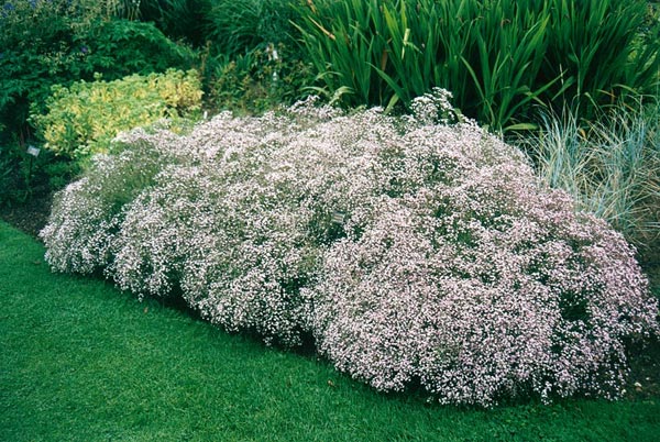 Gypsophila paniculata