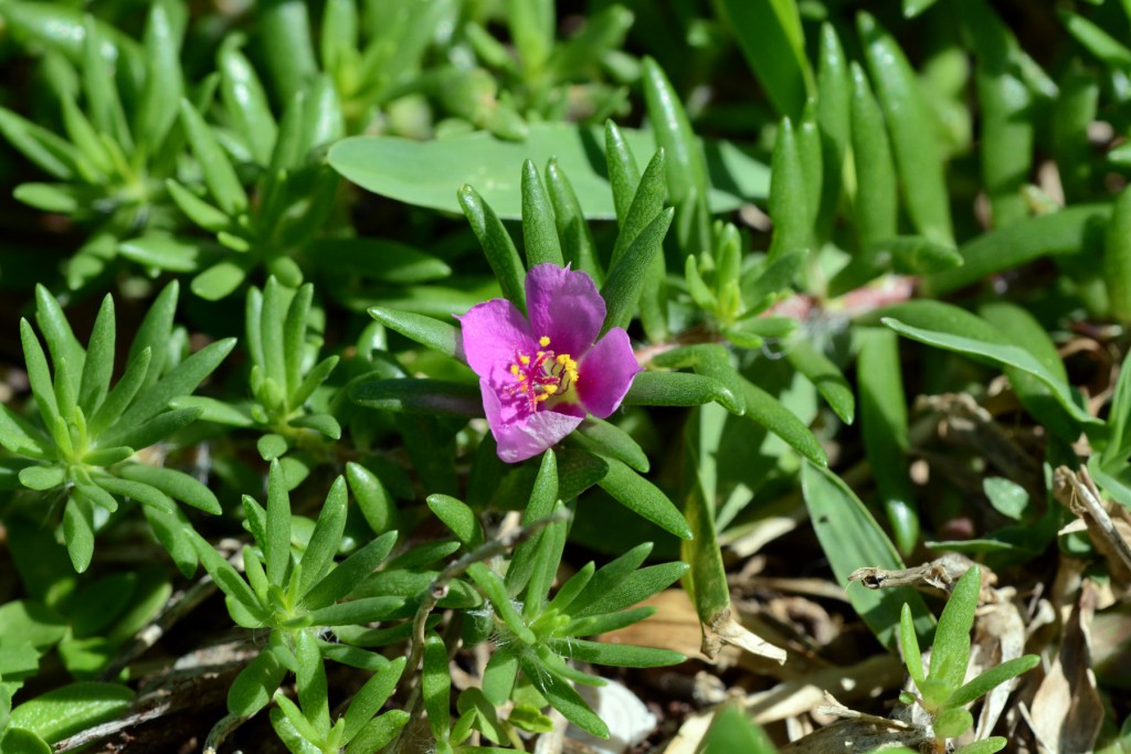 Portulaca_pilosa_1