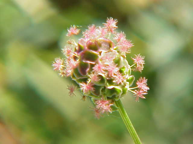 Sanguisorba_minor_Kurt Stüber