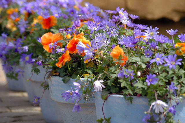 Anemone blanda 'Blue Shades