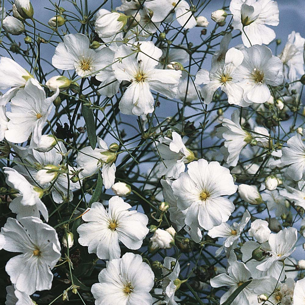 Gypsophila elegans