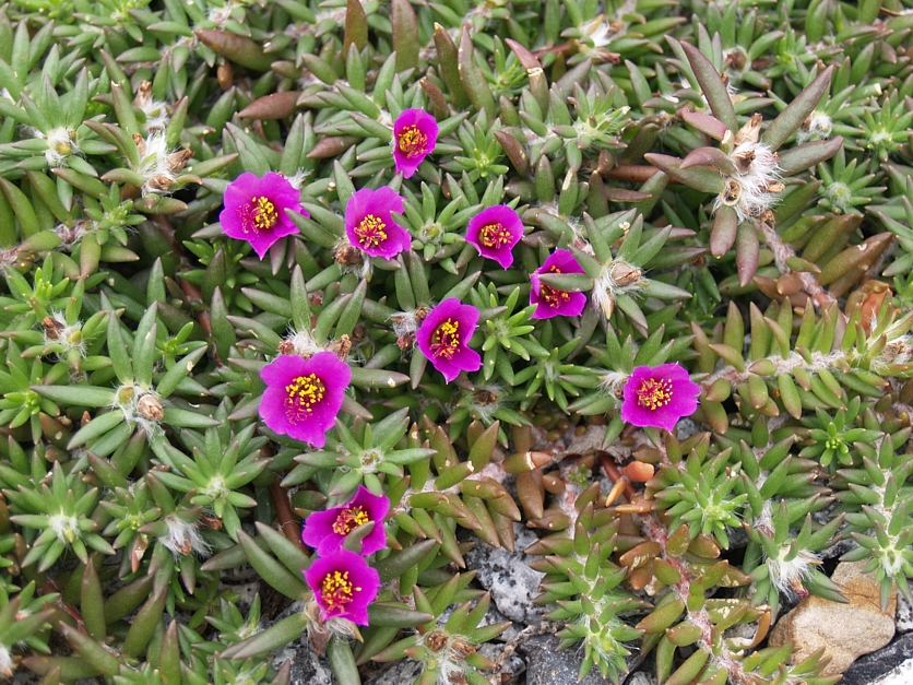 portulaca_pilosa_2