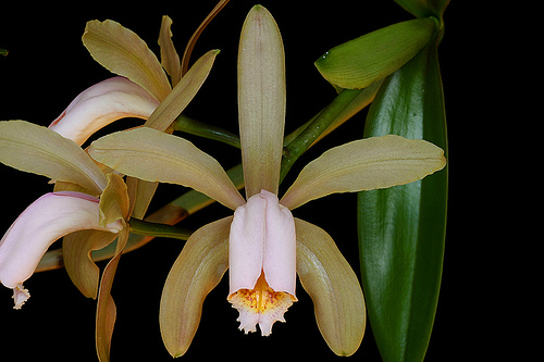 Cattleya forbesii