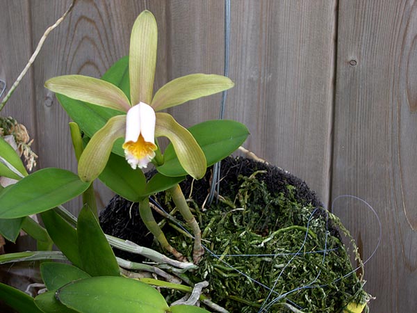 cattleya forbesii1