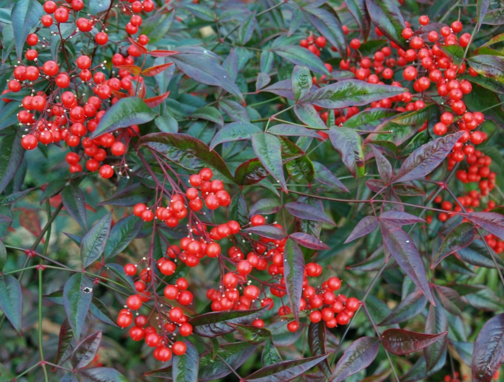 nandina domestica1