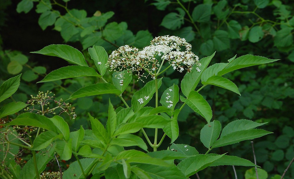 sambucus-nigra2