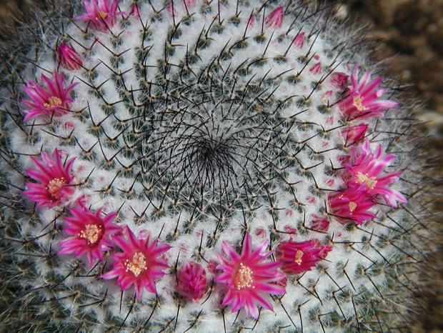 mammillaria-supertexta