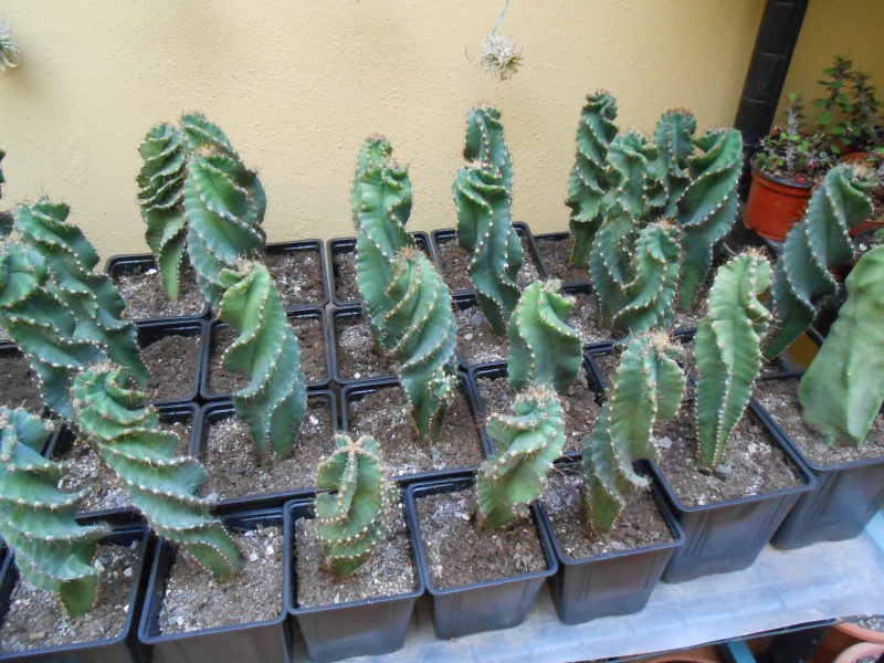 Cereus forbesii var. spiralis