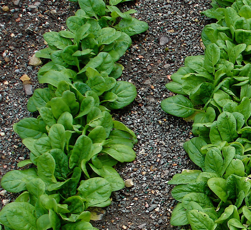 bonnie plants espinaca