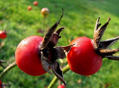 frutos del rosal