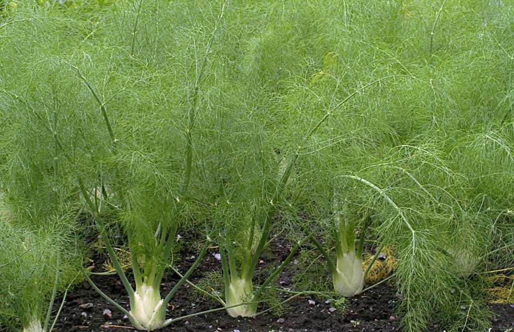 Fennel_Florence_Foeniculum_vulgare_DP238