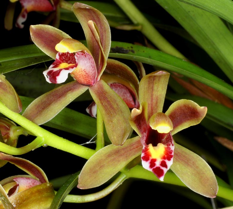 orquidea2