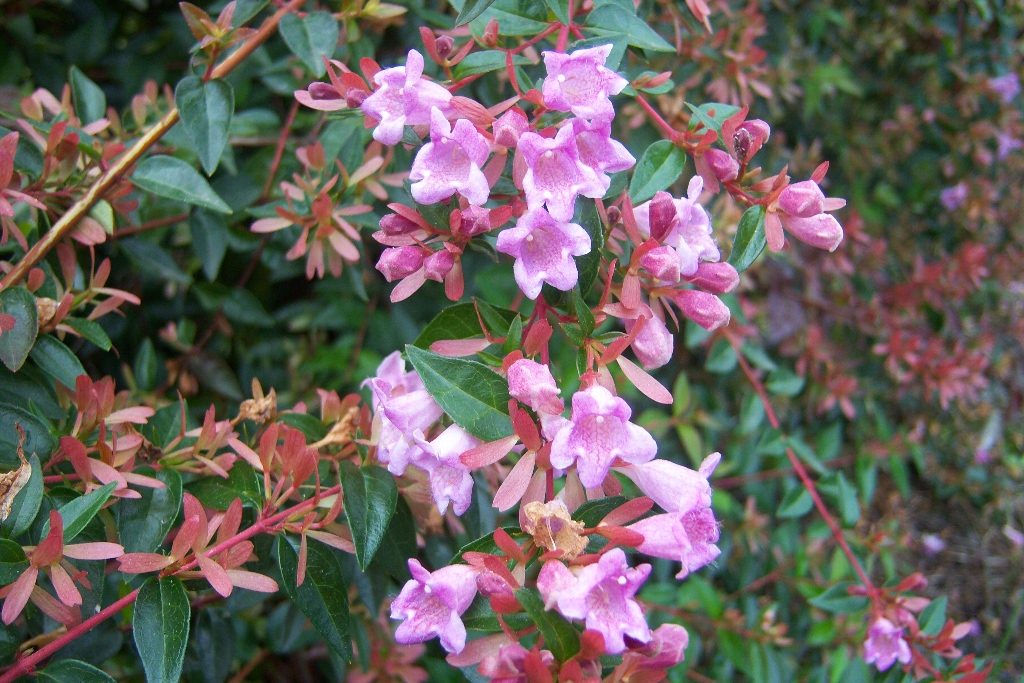 abelia grandiflora1