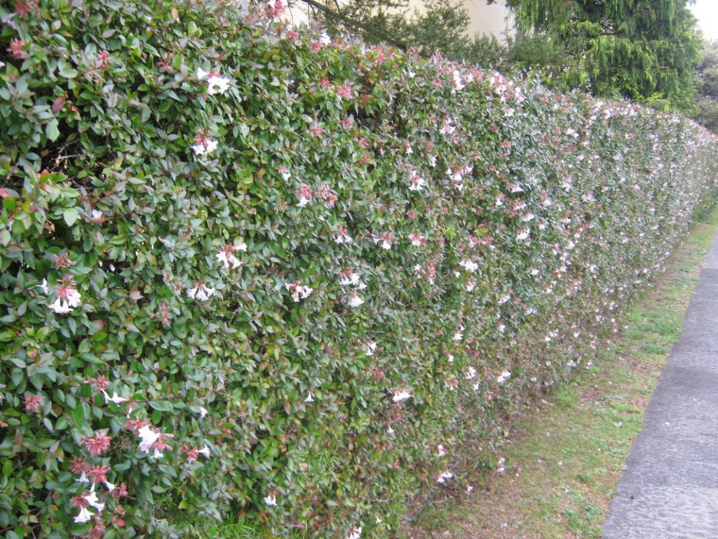 abelia grandiflora2