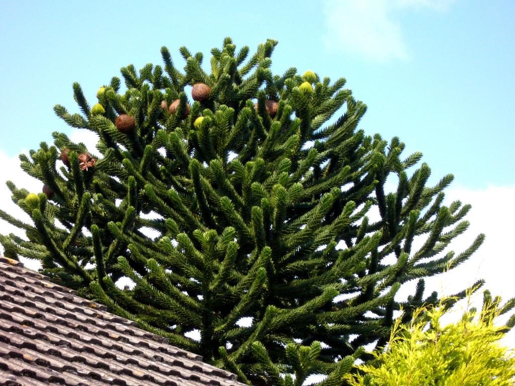 araucaria0