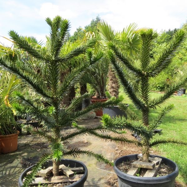 araucaria1