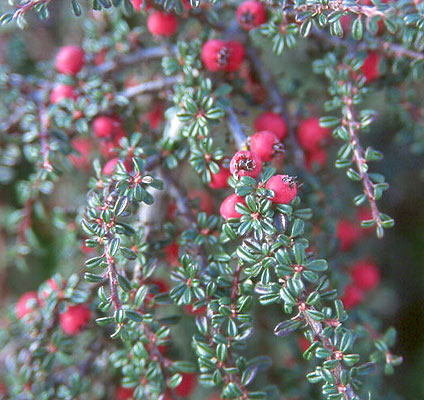 cotoneaster microphyllus