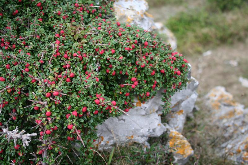 cotoneaster microphyllus0